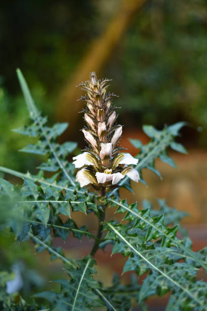 Acanthus montanus also known as bear's breech or mountain thistle