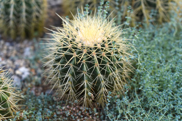 echinocactus grusonii plante en gros plan - grusonii photos et images de collection