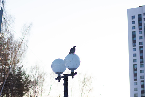 Dove sits on a street lamp on the background of a tree and a building