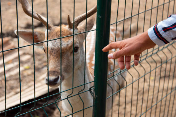 istock A man's hand that strokes a deer at the zoo. 1363726052