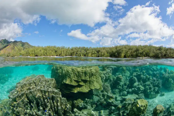 Moorea - French Polynesia. translucent lagoon with fish
