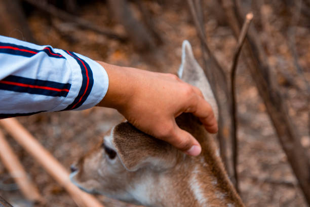 istock A man's hand that strokes a deer at the zoo. 1363726737