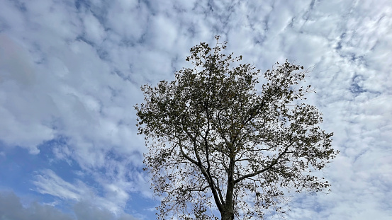 tree with fallen leaves and white cloudy sky in autumn season