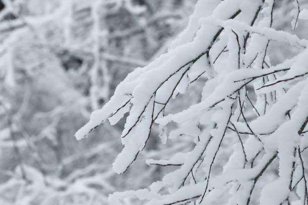 istock Branches of trees in the snow. 1363729025