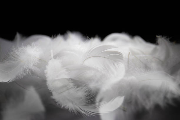 istock White Fluffly Fathers on Black Background. Swan Feathers Falling. 1363729060