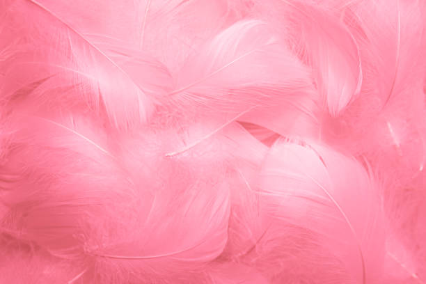 istock Beautiful Pink and White Fluffly  Feathers Texture Background. Swan Feathers 1363729064