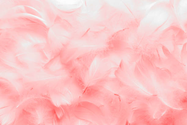istock Beautiful Soft Pink Feathers Pattern Texture Background. Swan Feathers. Valentines Card 1363729961