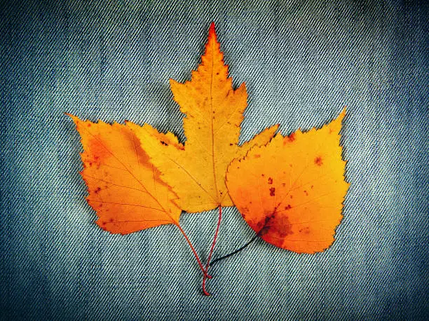 Vignetting Photo of Autumnal Leaves on the Textile Background