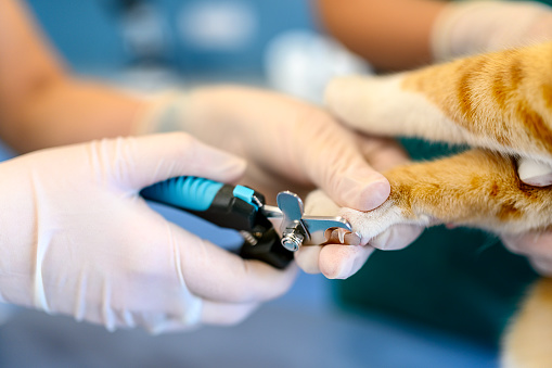 Veterinarian cutting cat claws.