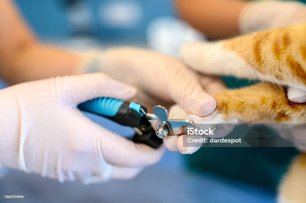 Veterinarian cutting cat claws. The veterinarian cuts the cat claws Cutting Stock Photo