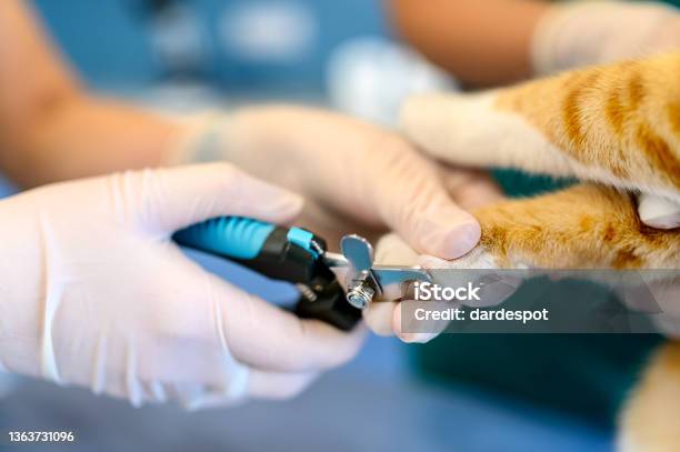 Veterinarian Cutting Cat Claws Stock Photo - Download Image Now - Domestic Cat, Cutting, Fingernail