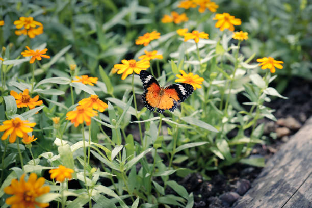 Orange butterfly fly in Zinnia angustifolia flower garden