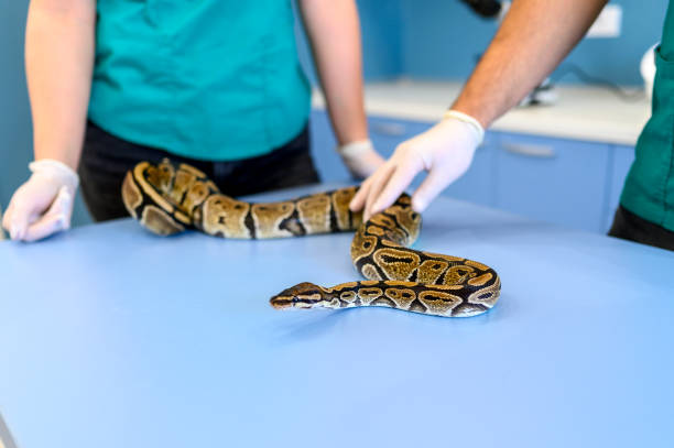 équipe vétérinaire examinant python - serpent - animaux familiers exotiques photos et images de collection