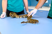 Veterinarian team examining python - snake