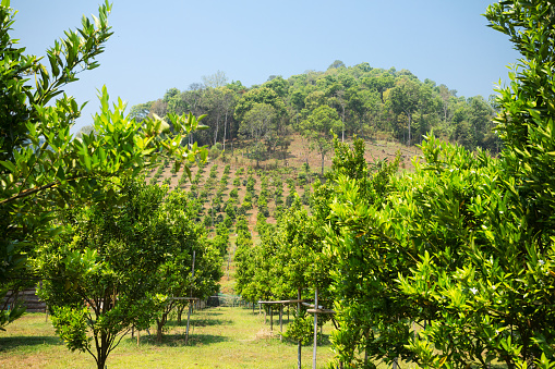 Between tropical fruit trees in plantation in Chiang Mai province