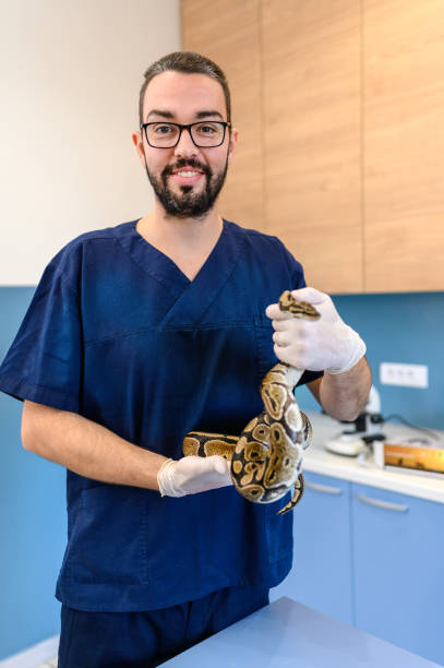 istock Veterinarian holds snake in hands. 1363732712