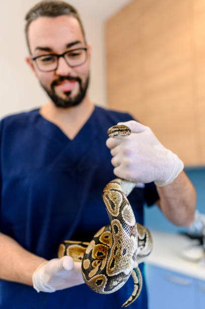 istock Veterinarian holds snake in hands. 1363732728
