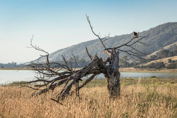 Dead tree and Australian Magpie, Lake George, NSW, January 2022
