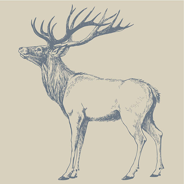 DEER Hand drawn illustration. animal wildlife illustrations stock illustrations