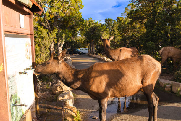 Female elk drinking water from a visitors' water stand faucet in the Grand Canyon National Park Female elk drinking water from a visitors' water stand faucet in the Grand Canyon National Park; trees in background south rim stock pictures, royalty-free photos & images