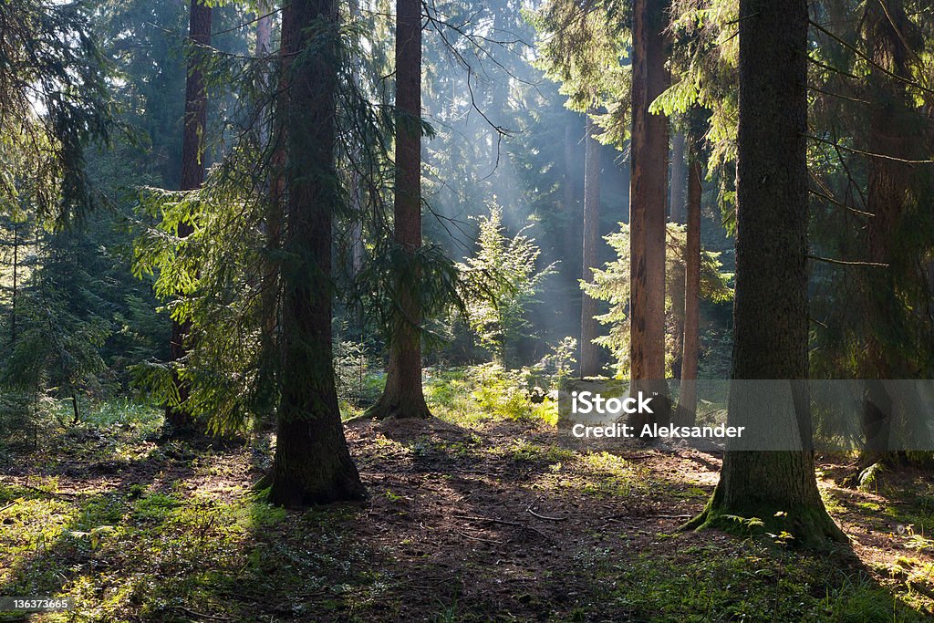 Old coniferous stand of Bialowieza Forest in summer morning Old coniferous stand of Bialowieza Forest in summertime morning with pine and spruce trees Ancient Stock Photo
