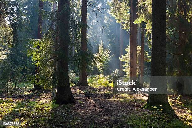 Old Coniferous Stand Of Bialowieza Forest In Summer Morning Stock Photo - Download Image Now