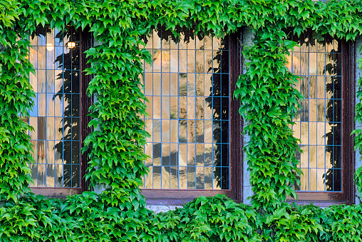 Historic building with ivy covered windows in downtown Victoria on Vancouver Island, British Columbia