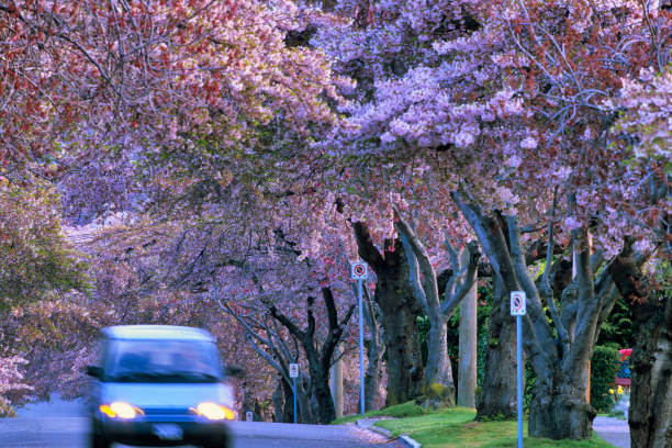 Flowering boulevard trees in spring along the residential streets of Victoria on Vancouver Island, British Columbia