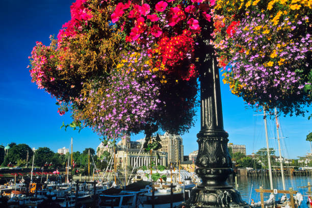 Colorful hanging baskets in downtown Victoria on Vancouver Island, British Columbia