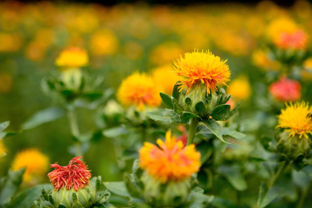 초여름에 는 사프란느의 생생한 다채로운 꽃 - 잇꽃 뉴스 사진 이미지