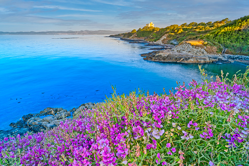 Wildflowers in a Victoria park meadow on Vancouver Island, British Columbia