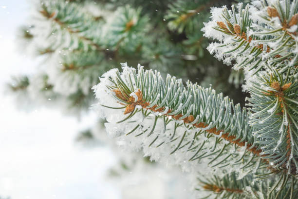 istock Snowfall in winter forest, spruce branches in forest on blurred background 1363737881