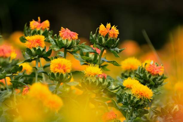 초여름에 는 사프란느의 생생한 다채로운 꽃 - 잇꽃 뉴스 사진 이미지