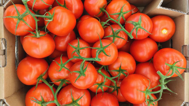 istock Tomatoes close-up top view, tomatoes on branches 1363740152