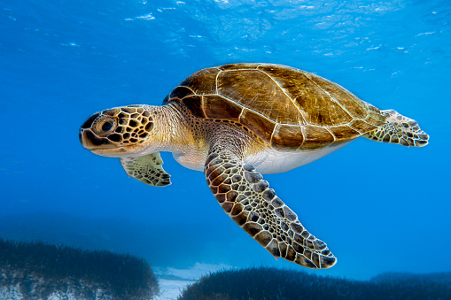 A green sea turtle swimming in the ocean. The turtle is swimming near the surface of the water, with its head and front flippers visible. The turtle’s shell is brown and covered in algae. The water is clear and blue, with rocks and coral visible on the ocean floor.
