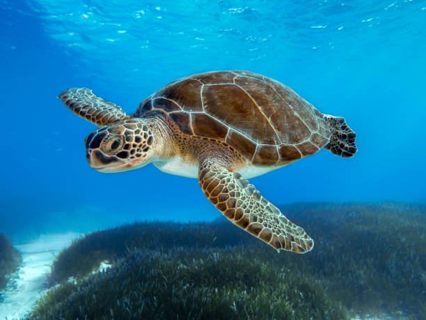Green Sea Turtle - Chelonia Mydas Green Sea Turtle at Green Bay, Cyprus sea turtle stock pictures, royalty-free photos & images