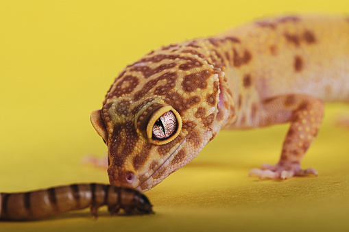 Leopard gecko on color background - Eublepharis macularius