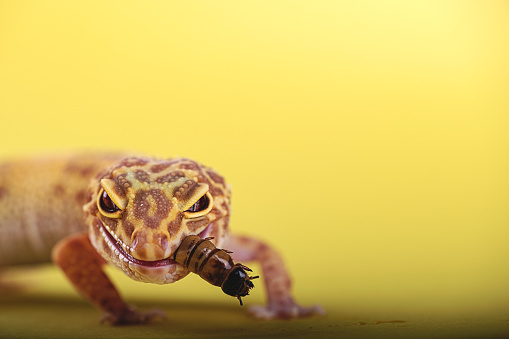 Leopard gecko on color background - Eublepharis macularius