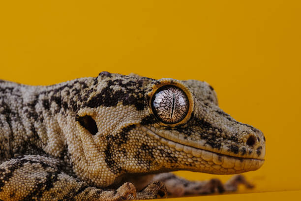 istock Gargoyle Gecko In Yellow Background 1363742813
