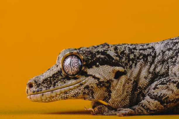 Gargoyle Gecko In Yellow Background stock photo