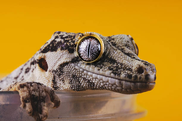 istock Gargoyle Gecko In Yellow Background 1363742819