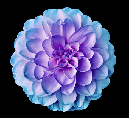 Purple-blue dahlia   flower  on black isolated background with clipping path. Closeup. Nature.