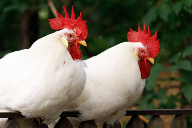 istock two roosters with red combs are sitting on the fence 1363744398