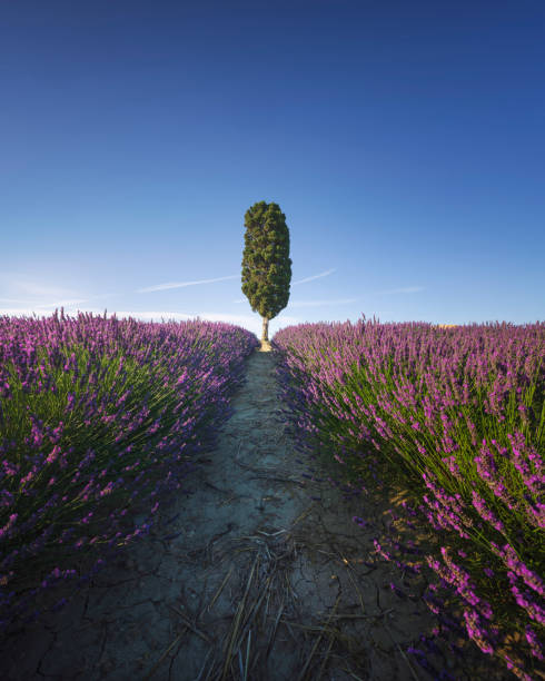 Lavender field row and lonely cypress tree. Orciano, Tuscany region, Pisa province, Italy. Europe