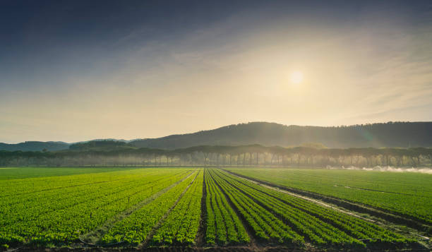 salad fields, vegetable cultivation in maremma at sunrise. castagneto carducci, tuscany, italy - two tone imagens e fotografias de stock