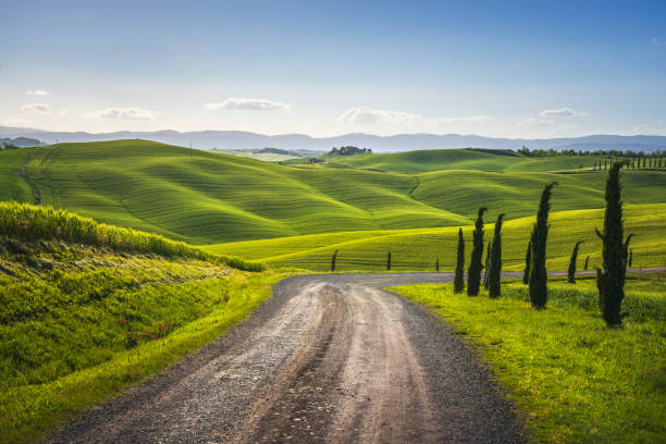 monteroni d'arbia, percorso della via francigena. strada tortuosa. siena, toscana. italia - tuscan cypress foto e immagini stock