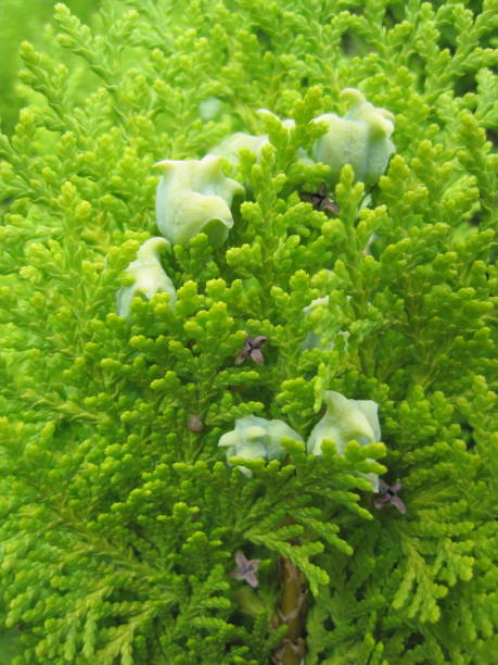 istock Close-up view of conifer fruit 1363744756