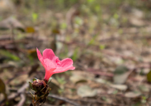 istock The Pinky Flower 1363745738