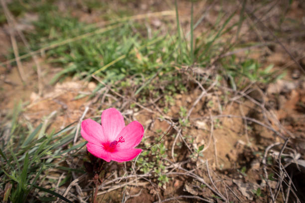 istock The Pinky Flower 1363745740