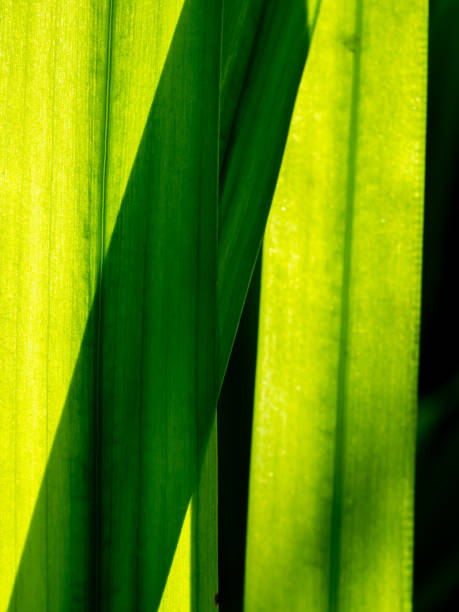 istock Oblique Shadow Crosses The Upright Walking Iris Leaf 1363745830
